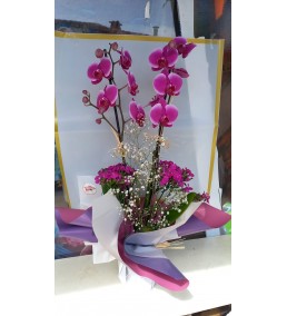 Orkide 2'li Lila İthal 