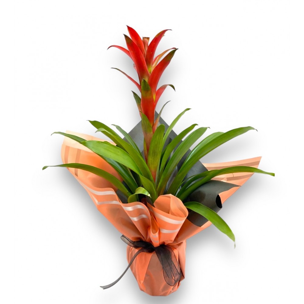 Guzmania Turuncu Saksıda