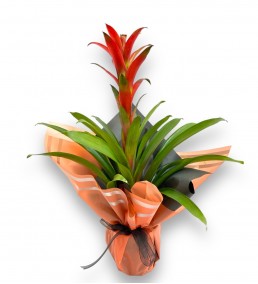 Guzmania Turuncu Saksıda