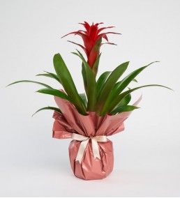 Saksıda Guzmania