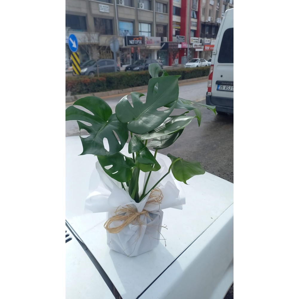 Deve Tabanı (Monstera Obliqua) BÜYÜK BOY (KAMPANYA)