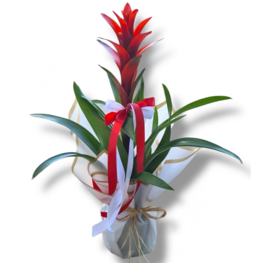 Guzmania Kırmızı Beton Saksıda