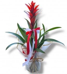 Guzmania Kırmızı Beton Saksıda