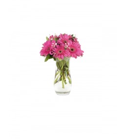 gerbera 7 adet pembe Vazoda 