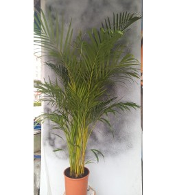 Araka Dev Saksı Çiçeği  JUMBO PALMİYE