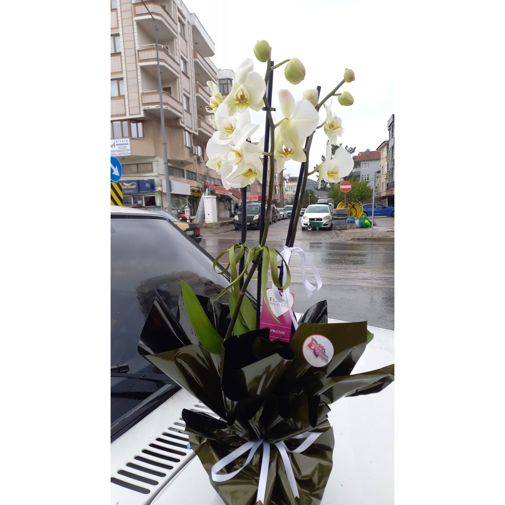 Orkide 3 Dal Beyaz iTHAL