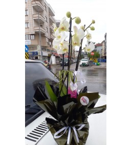 Orkide 3 Dal Beyaz 