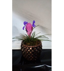 Tillandsia Çiçeği 