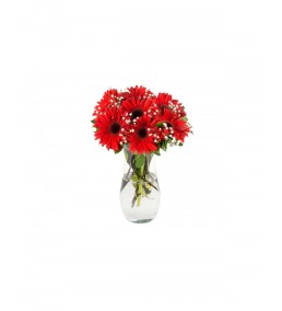 gerbera 7 adet kırmızı Vazoda 