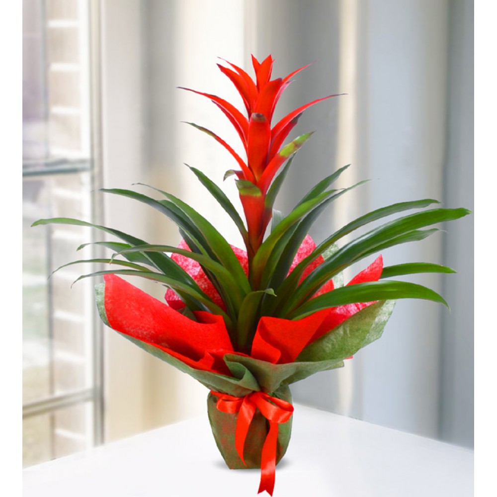 Kırmızı Guzmania