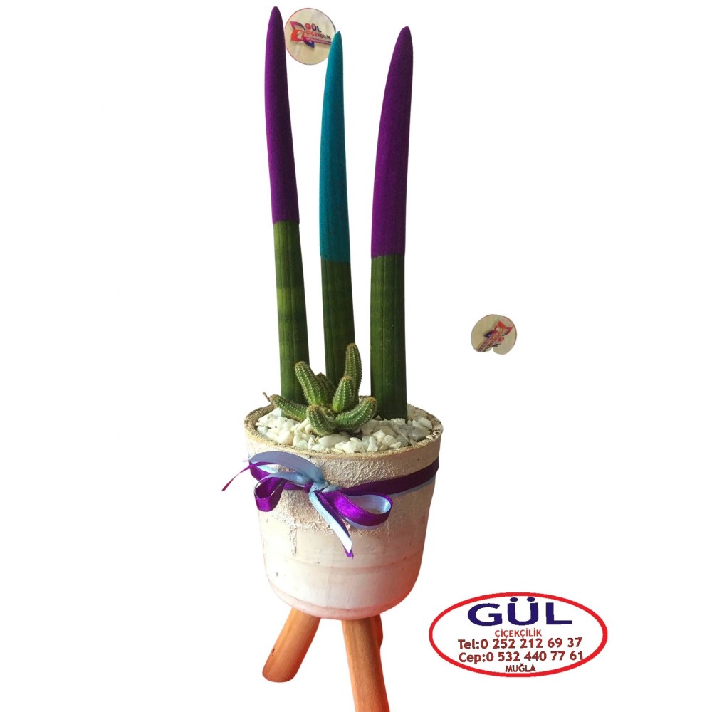 Paşa Kılıcı (sansevieria)